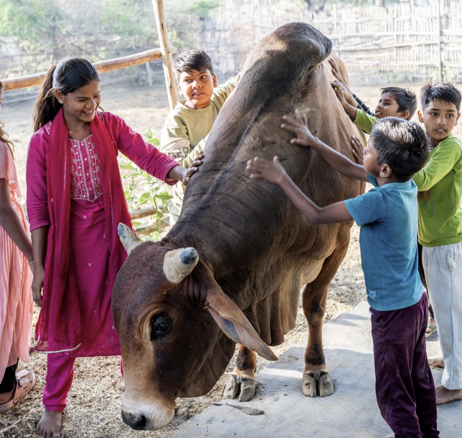 A rescued bull with local children