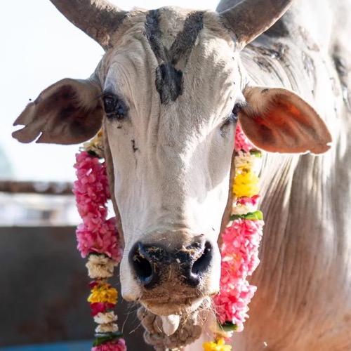 Mohan, a rescued bull at the Giridhari Cow Sanctuary