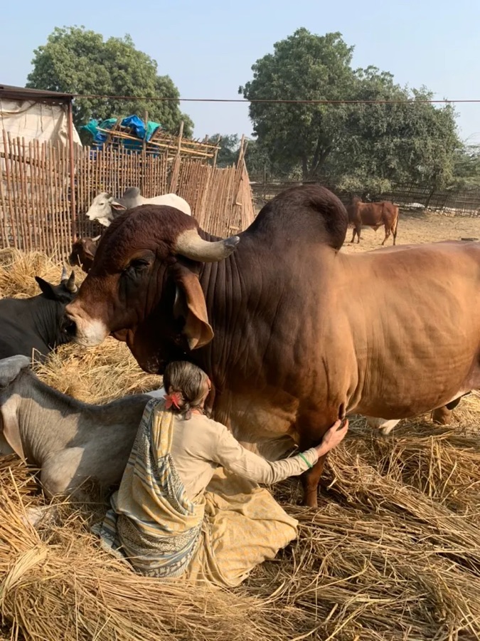 The Giridhari Cow Sanctuary