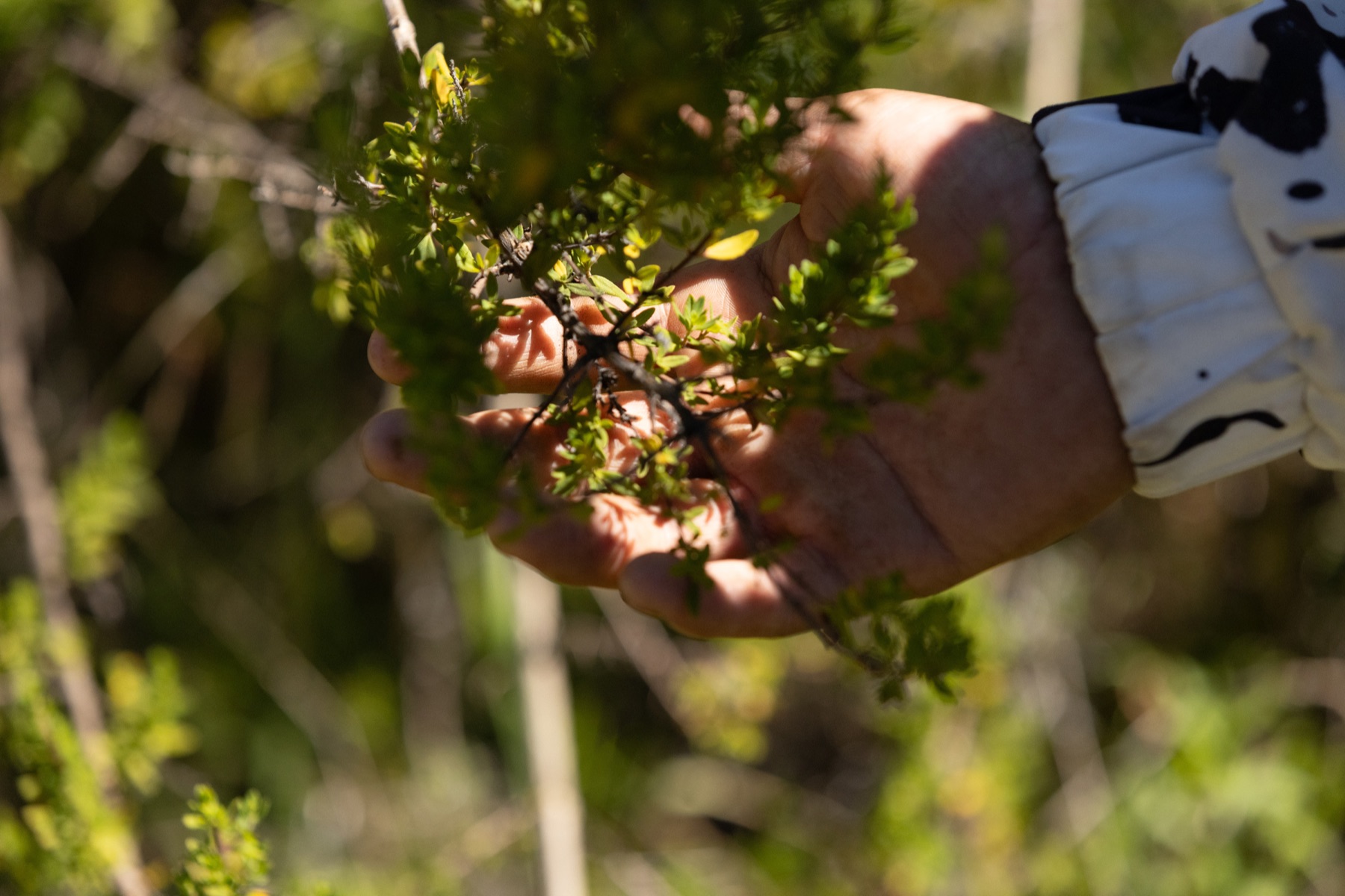 Hands holding fresh medicinal leaves