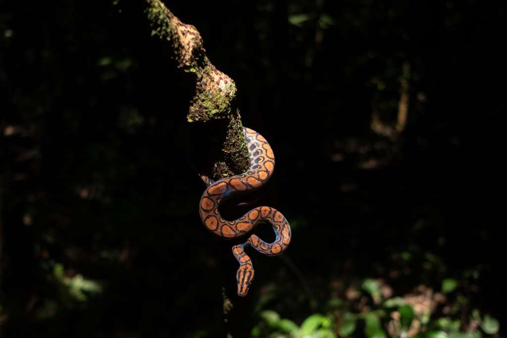 A snake coiled on a branch